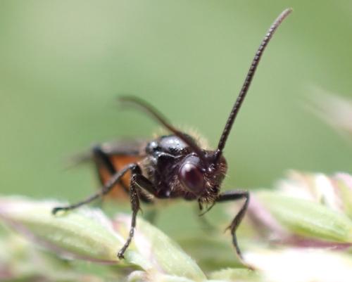 Braconinae